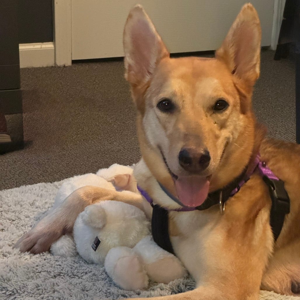 Photo of Dima, adoptable Shepherd, German in Riverwoods, Illinois