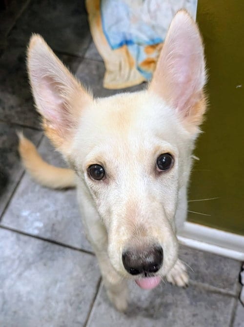 Photo of Colonel Mustard, adoptable Shepherd in Germantown, Ohio