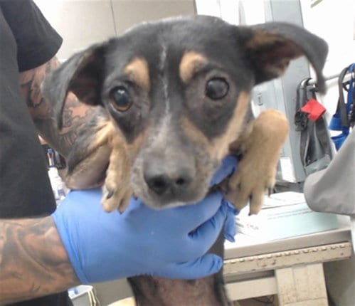 Photo of Ruby, adoptable Chihuahua in San Bernardino, California