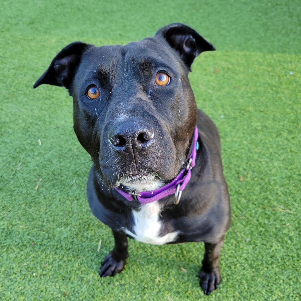 Photo of Zeus, adoptable Terrier, Pit Bull in Nashville, Indiana