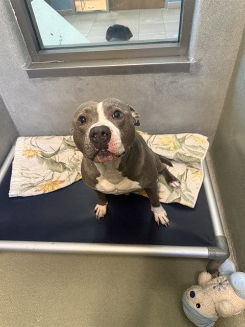 Photo of Domino, adoptable American Staffordshire Terrier in Lee's Summit, Missouri