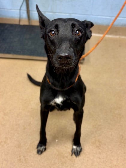 Photo of Sweet Potato, adoptable dog in Chamblee, Georgia
