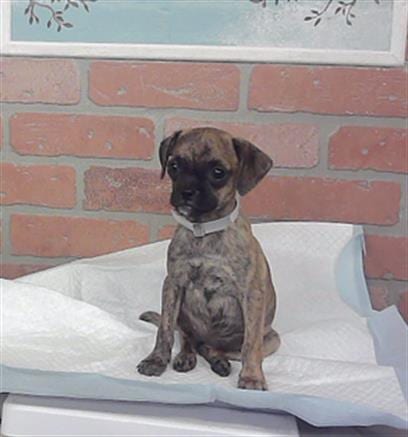 Photo of Harley, adoptable Border Terrier in Houston, Texas