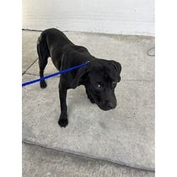 Photo of Billy, adoptable Terrier (Unknown Type, Medium) in Doral, Florida