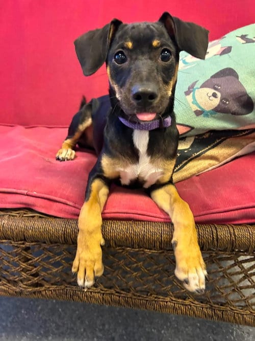 Photo of Sunny, adoptable Chihuahua in Steeleville, Illinois