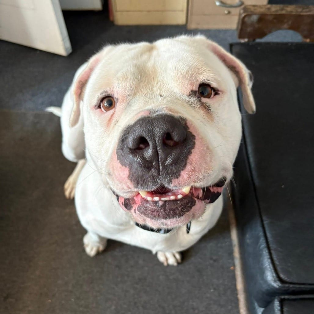 Photo of Frog Dog, adoptable Mixed Breed (Large) in St. Louis, Missouri