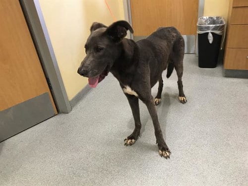 Photo of Moose, adoptable Great Dane in Orange, California
