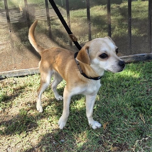 Photo of Piero, adoptable Chihuahua in Long Beach, California