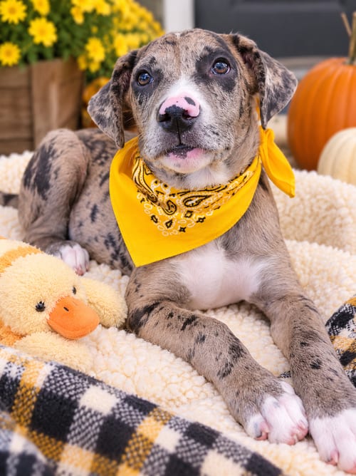 Photo of Diesel, adoptable Catahoula Leopard Dog in Mt. Laurel, New Jersey