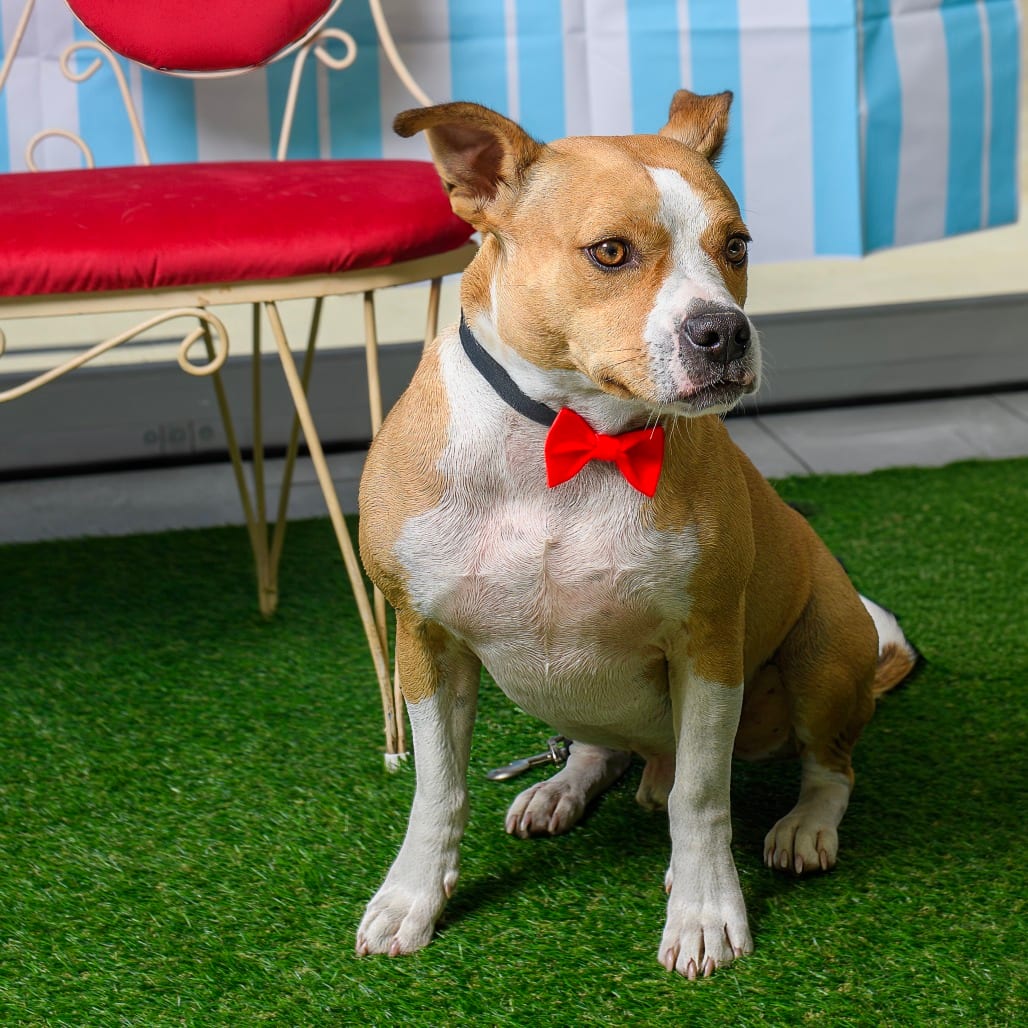 Photo of Galveston, adoptable Terrier / Bulldog in Weatherford, Texas