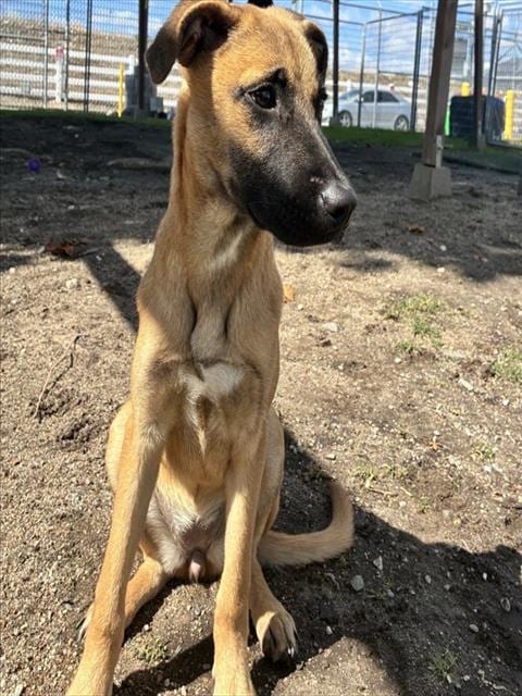 Photo of Senior Shepherd mix, adoptable Shepherd mix in Devore, California