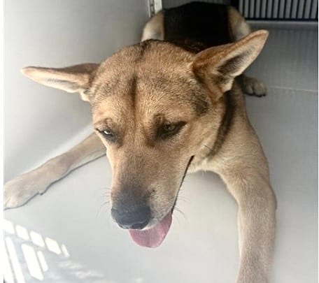 Photo of Senior German Shepherd Dog mix, adoptable German Shepherd Dog mix in Houston, Texas