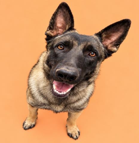 Photo of Norman, adoptable Belgian Shepherd Malinois in HESPERIA, California