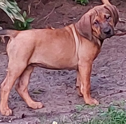 Photo of Carrie, adoptable Hound in Sanford, Florida