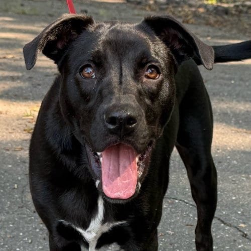 Photo of Baby, adoptable Labrador Retriever in Canton, Connecticut