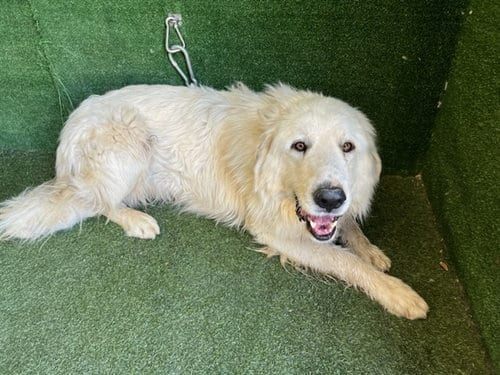 Photo of Merrick, adoptable Great Pyrenees in Lancaster, California