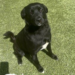 Photo of Tammy 6050, adoptable Mixed Breed (Medium) in Loxahatchee, Florida