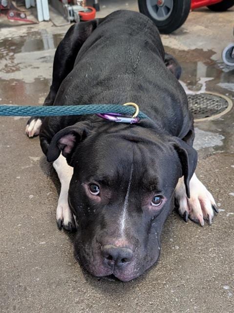 Photo of Luke, adoptable Pit Bull Terrier in Camarillo, California