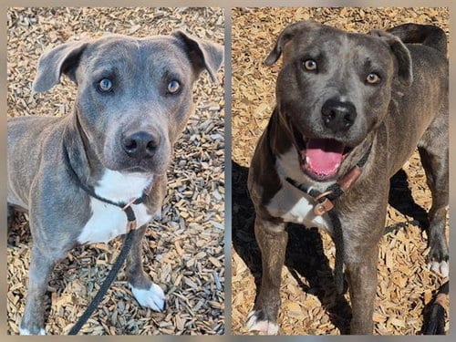 Photo of Ghost, adoptable American Pit Bull Terrier in Albuquerque, New Mexico