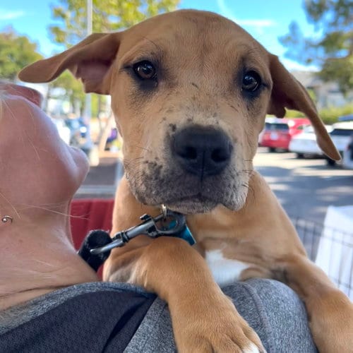 Photo of Lemon Pepper, adoptable Pit Bull Terrier in Oakland, California