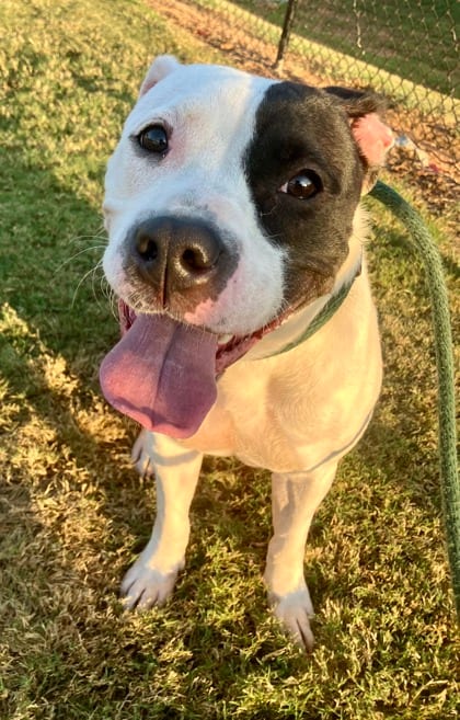 Photo of Rylan, adoptable dog in Chamblee, Georgia