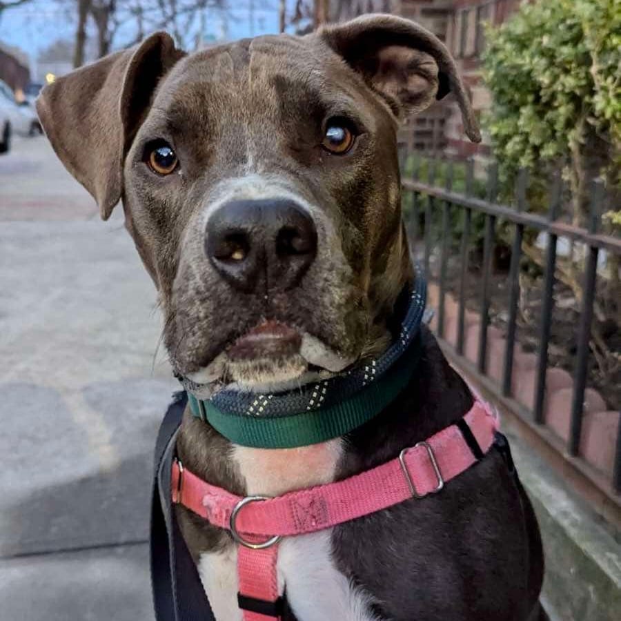 Photo of Miracle, adoptable Terrier, American Staffordshire / Mixed Breed (Medium) in Whitestone, New York
