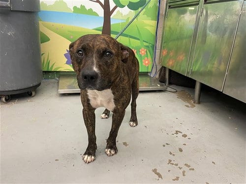 Photo of Dodger, adoptable Pit Bull Terrier in Waco, Texas