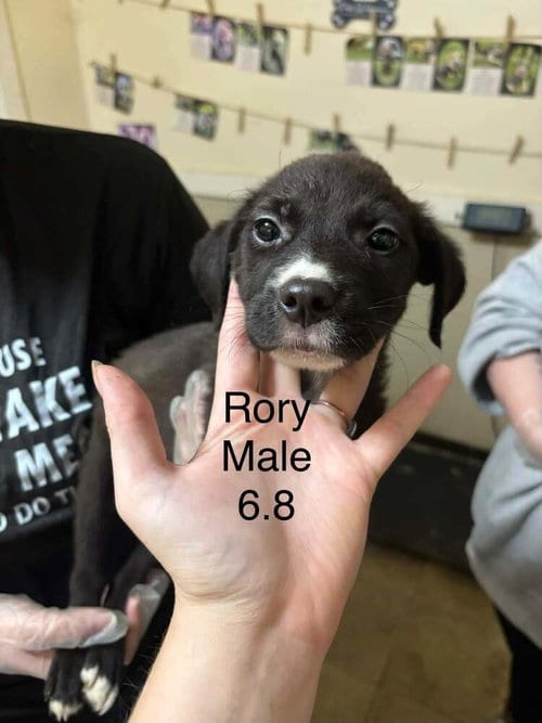 Photo of Johnson Rs : Rory, adoptable Boxer in Aurora, Indiana