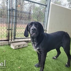 Photo of Axel 0492, adoptable Hound (Unknown Type) Mixed Breed (Medium) in Loxahatchee, Florida