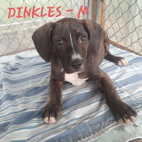Photo of Dinkles (3mo, 23lbs), adoptable Hound in Hinton, West Virginia