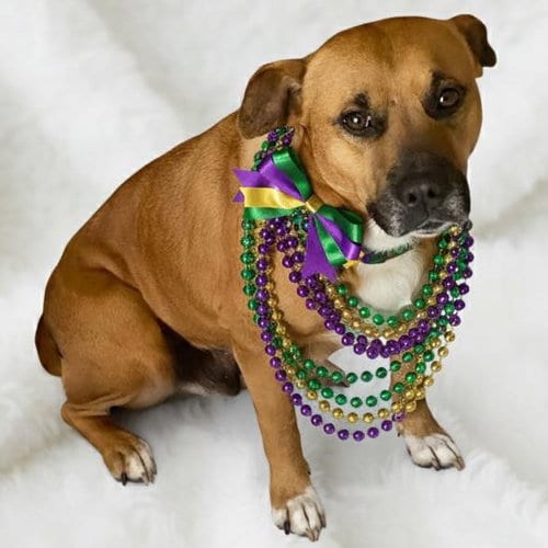 Photo of Momma, adoptable Black Mouth Cur in Mobile, Alabama