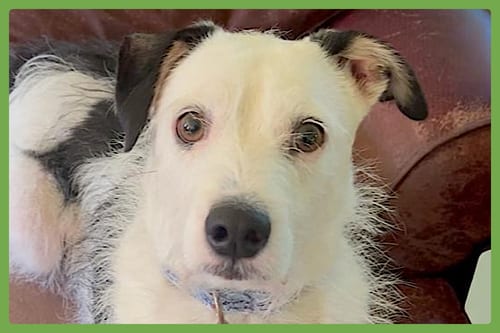 Photo of Danny, adoptable Terrier in Amherst, Massachusetts