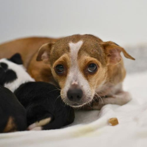 Photo of Layla, adoptable Chihuahua in San Antonio, Texas