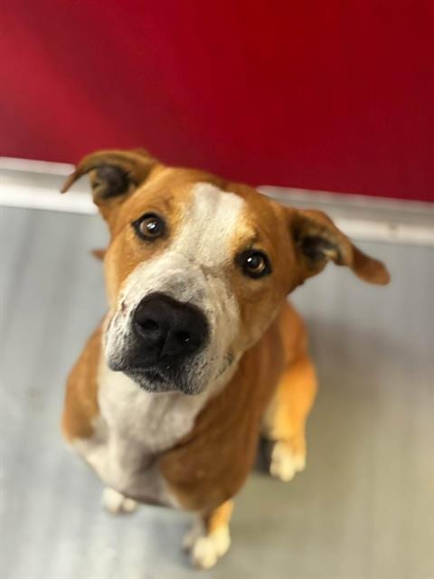 Photo of A256563, adoptable German Shepherd Dog in Visalia, California