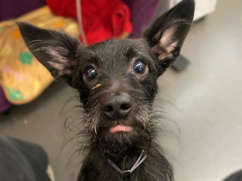 Photo of Bando, adoptable Terrier in Redwood City, California