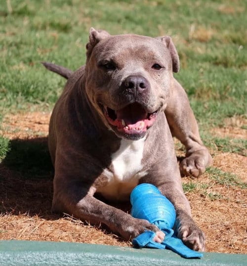 Photo of Sandor, adoptable Pit Bull Terrier in Roswell, Georgia