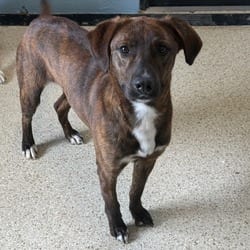 Photo of Bobo 1767, adoptable Mixed Breed (Medium) in Loxahatchee, Florida