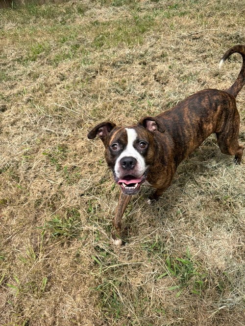 Photo of Einstein, adoptable Boxer in Jackson, Mississippi