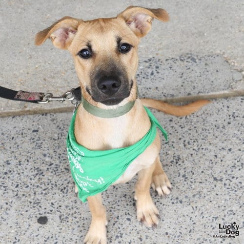 Photo of Lucy Drew, adoptable Shepherd in Washington, District of Columbia