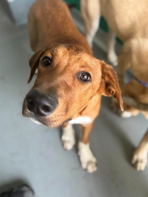 Photo of Carlisle, adoptable Labrador Retriever in Visalia, California