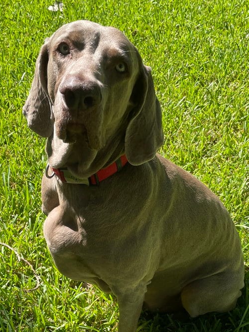 Photo of Boomer, adoptable Weimaraner in Fort Worth, Texas