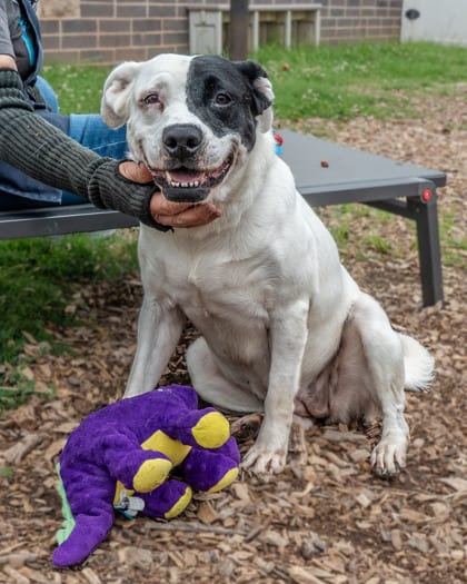 Photo of Lacy, adoptable dog in Chamblee, Georgia