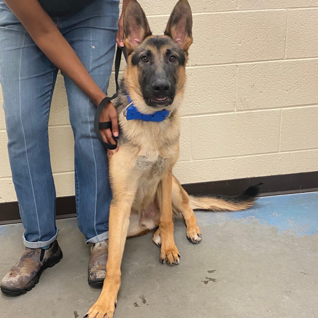 Photo of Apollo 2.0, adoptable dog