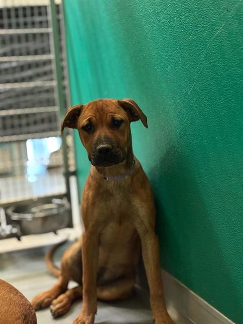 Photo of Michonne, adoptable German Shepherd Dog in Visalia, California