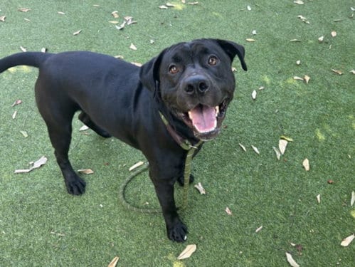 Photo of Jonah, adoptable Labrador Retriever in Van Nuys, California