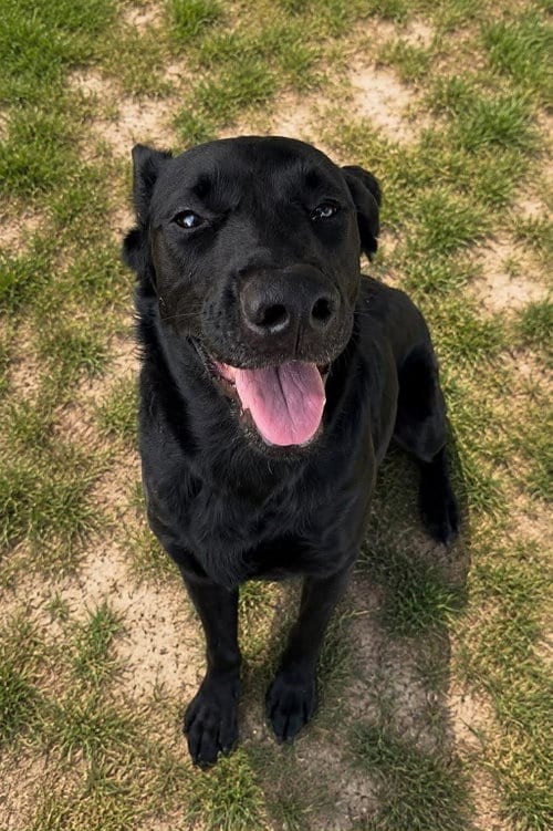 Photo of Aura, adoptable Labrador Retriever in Thomasville, North Carolina