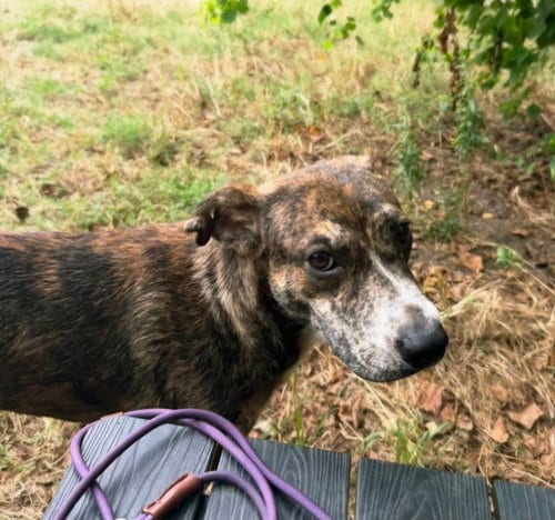 Photo of Lando, adoptable Mountain Cur in Jackson, Mississippi