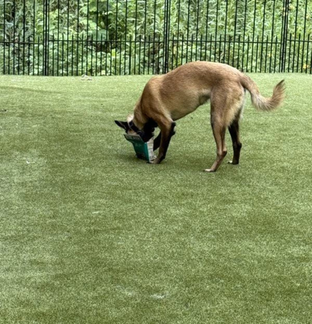Photo of Pedro located in Georgia, adoptable Belgian Malinois in Imlay City, Michigan