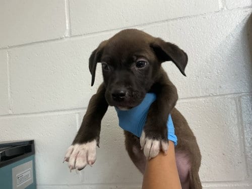 Photo of Bingo, adoptable Pit Bull Terrier in San Bernardino, California