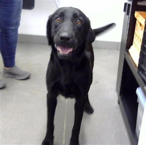 Photo of Raven, adoptable Labrador Retriever in Mesa, Arizona